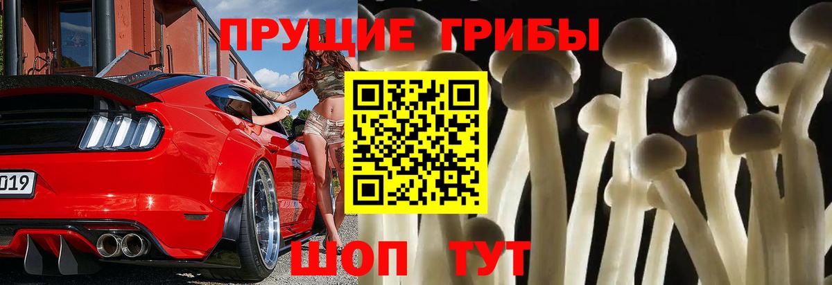 Галлюциногенные грибы Psilocybe Кирово-Чепецк